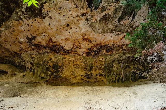 a view of a dry yard