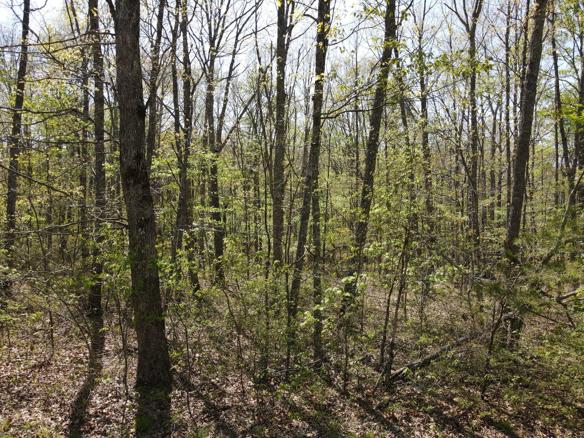 60 Hideaway Cabin Road Altamont, TN 37301 - Photo 15 of 31 Gallery Image 15