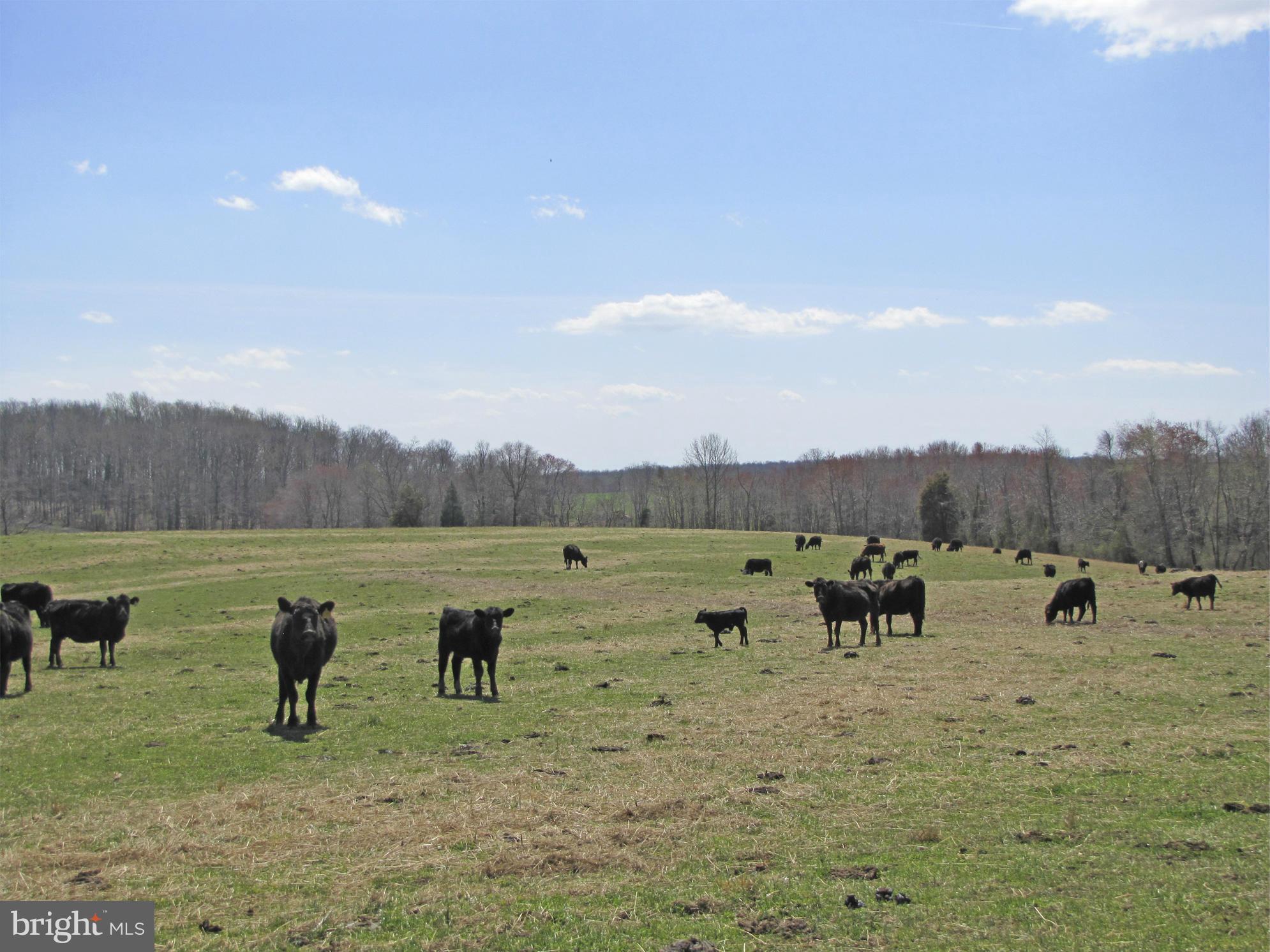 10410 Conde Road Marshall, VA 20115 - Photo 6 of 13 Pasture