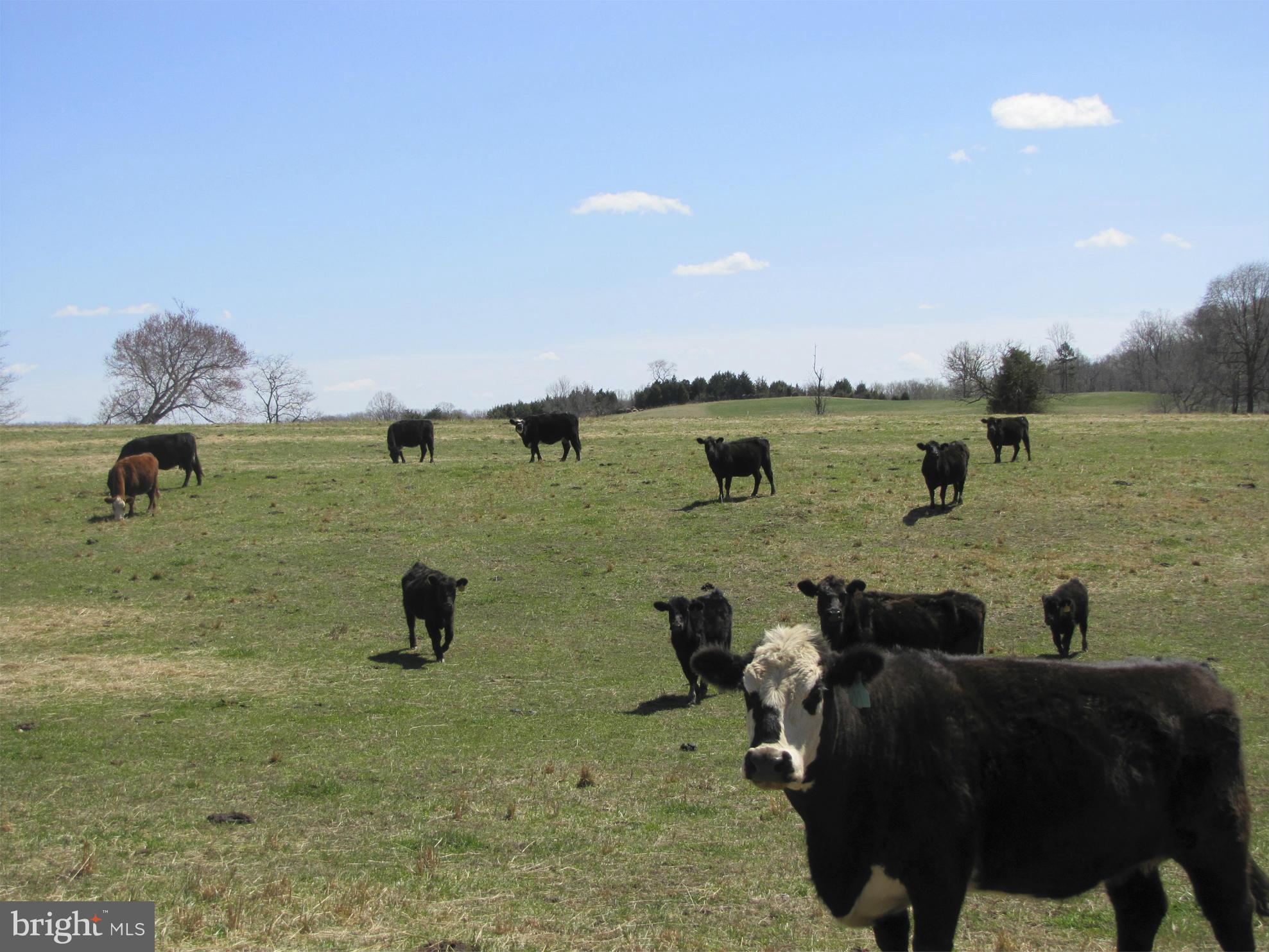 10410 Conde Road Marshall, VA 20115 - Photo 7 of 13 Pasture