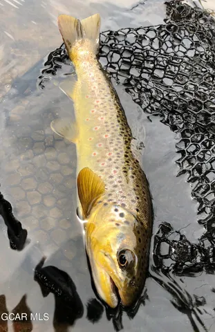 a view of a yard with plants and a large tree