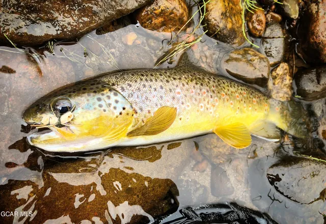 a view of a field with an trees in the background