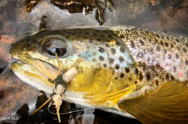 a view of a field with trees in the background