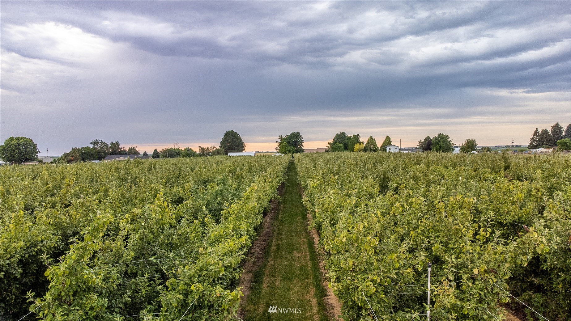1659 West Gillis Road Othello, WA 99344 - Photo 6 of 38 a view of a bunch of trees