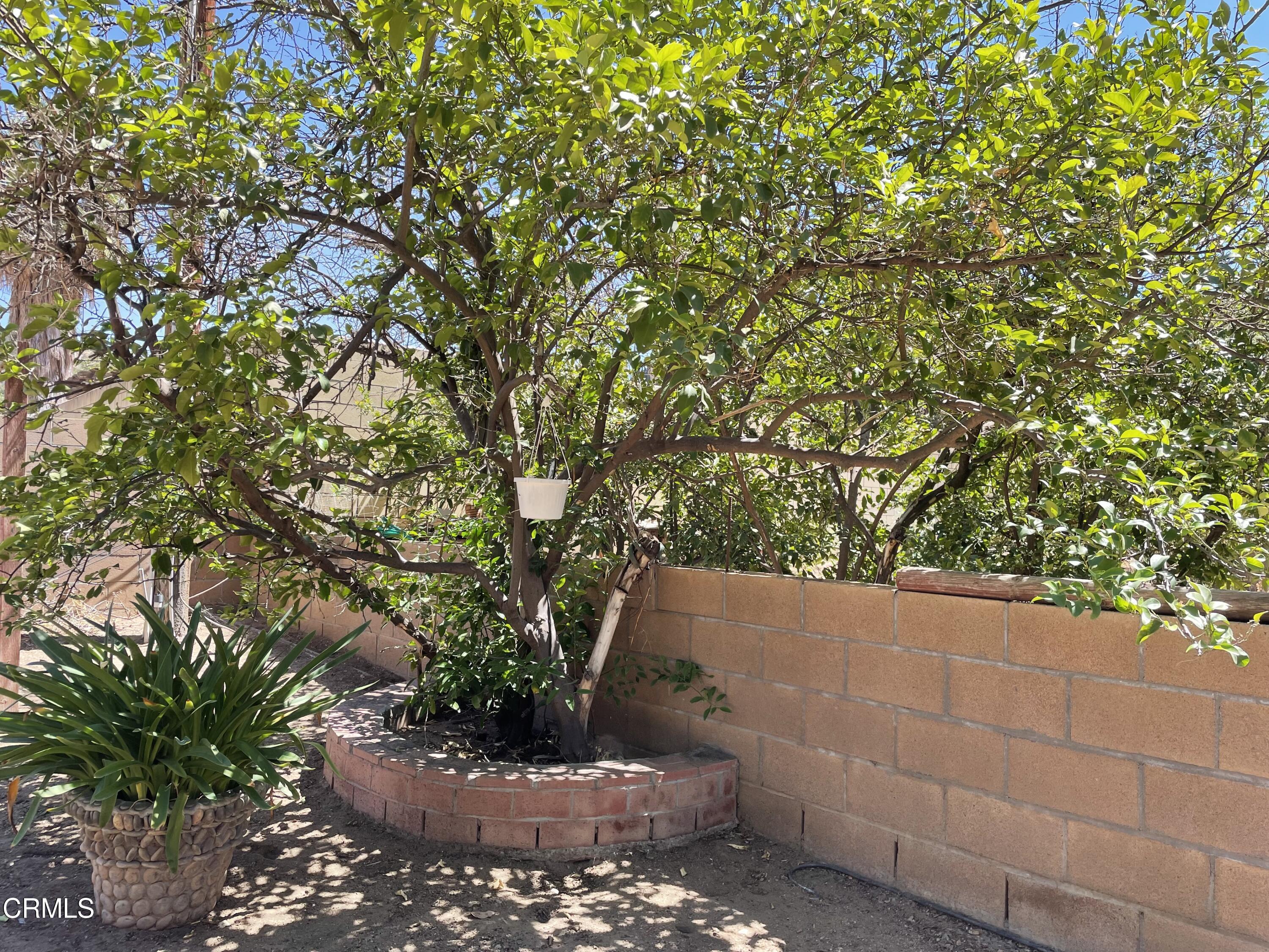 8855 Reche Canyon Road Colton, CA 92324 - Photo 5 of 19 8855 Reche Canyon Rd Fruit Tree