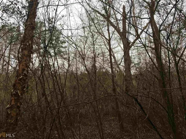 a view of a forest filled with trees