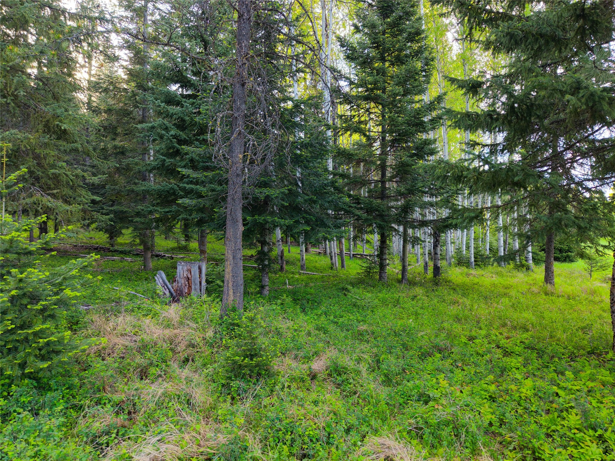 108 Bobtail Mdw Road Libby, MT 59923 - Photo 106 of 123 Gallery Image 106