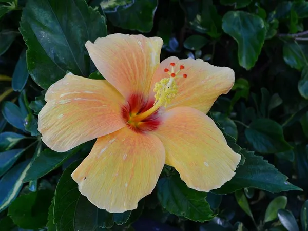 a view of jacuzzi and garden