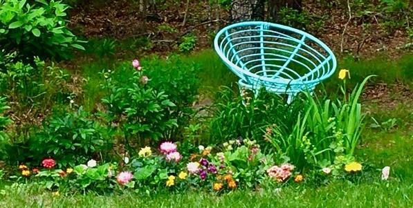 6 Padlock Lane Centerville, MA 02632 - Photo 27 of 29 a close up of a flower in a garden