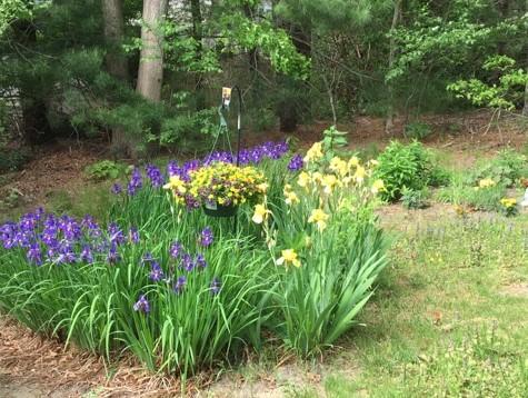 6 Padlock Lane Centerville, MA 02632 - Photo 28 of 29 a view of a garden with flowers