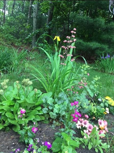 6 Padlock Lane Centerville, MA 02632 - Photo 29 of 29 a view of a flower in a garden