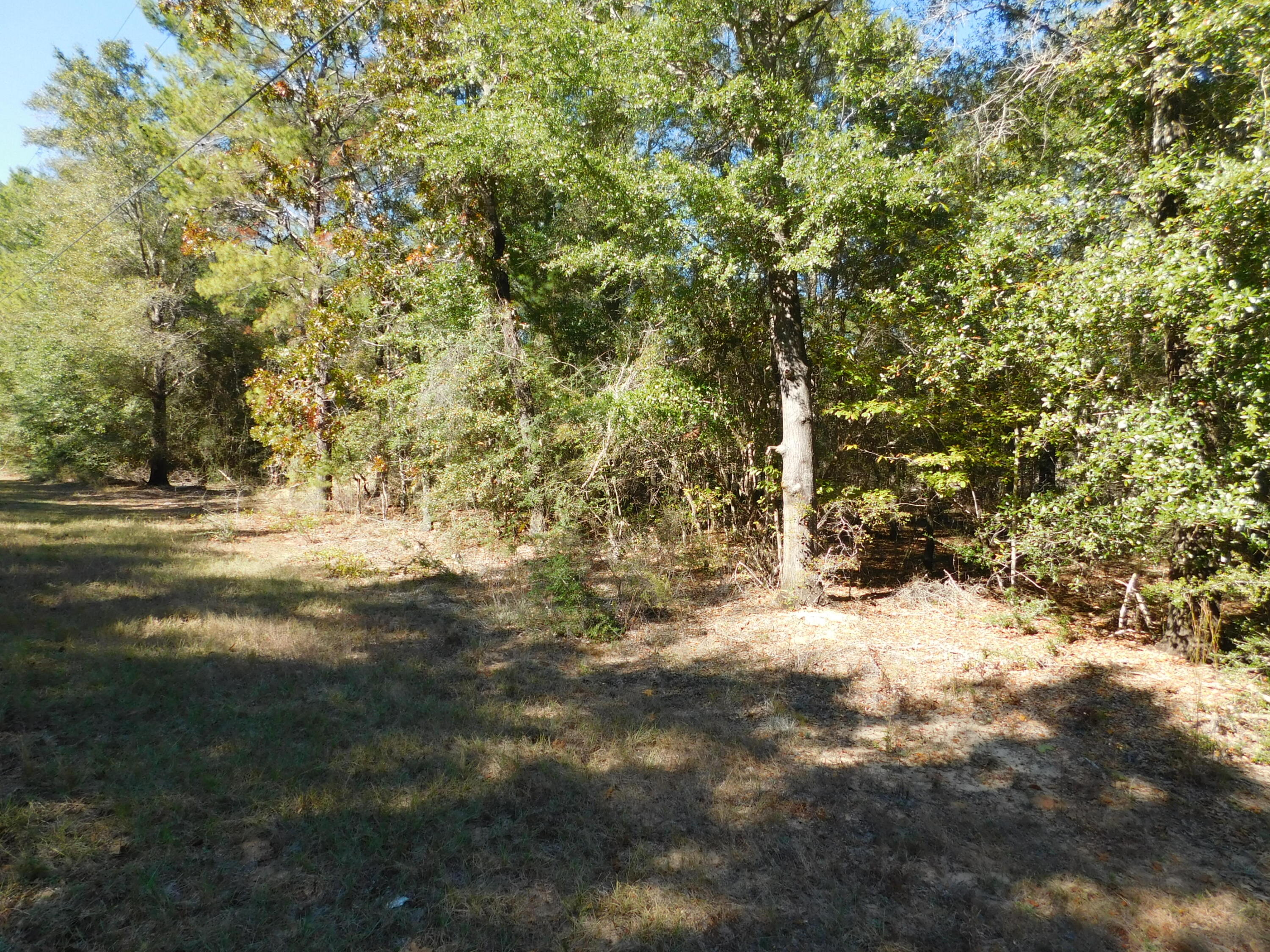 0 Batten Road Crestview, FL 32539 - Photo 5 of 12 a view of a yard with a tree