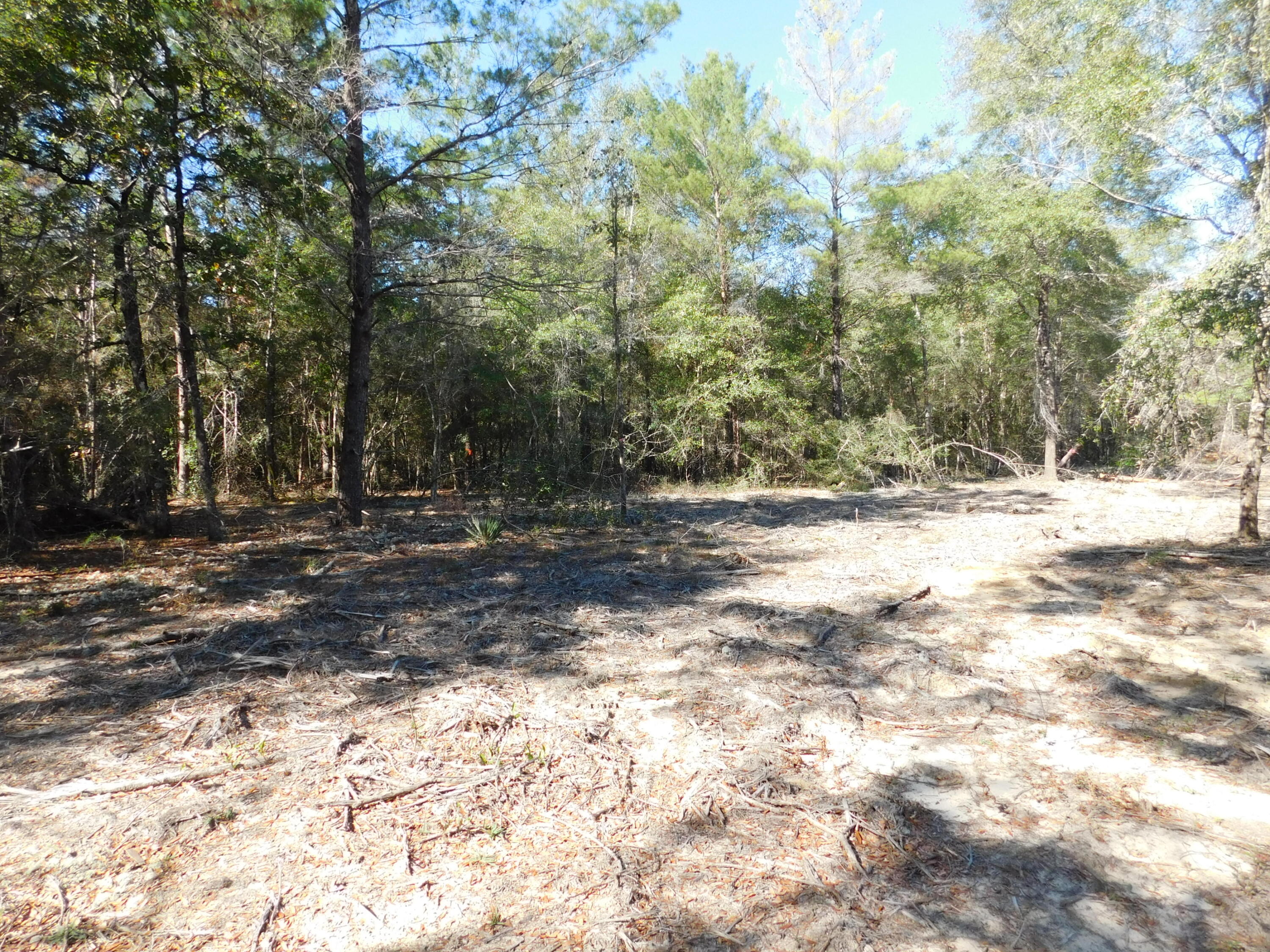 0 Batten Road Crestview, FL 32539 - Photo 6 of 12 a view of dirt yard with a trees