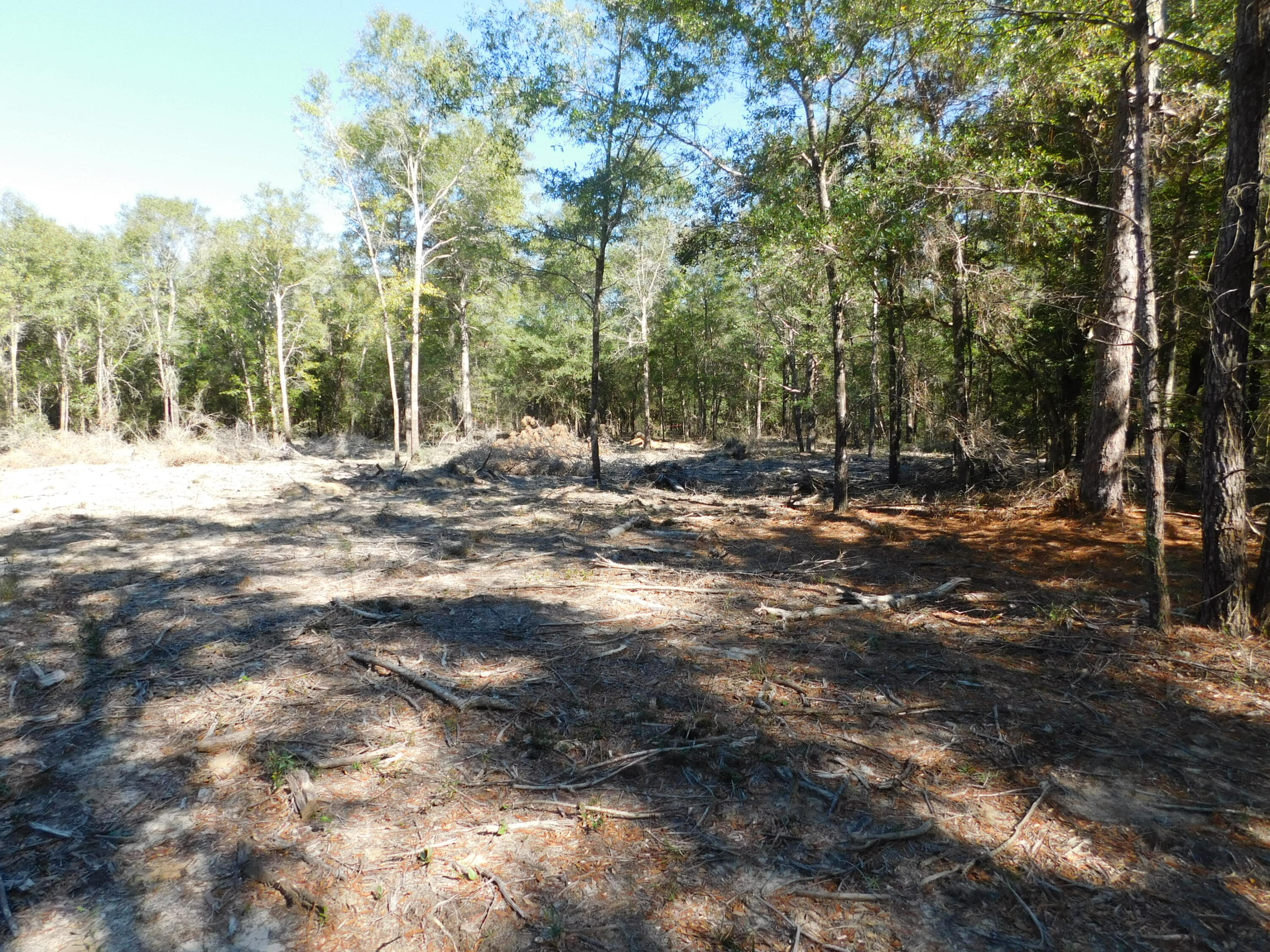 0 Batten Road Crestview, FL 32539 - Photo 8 of 12 a view of dirt yard with trees