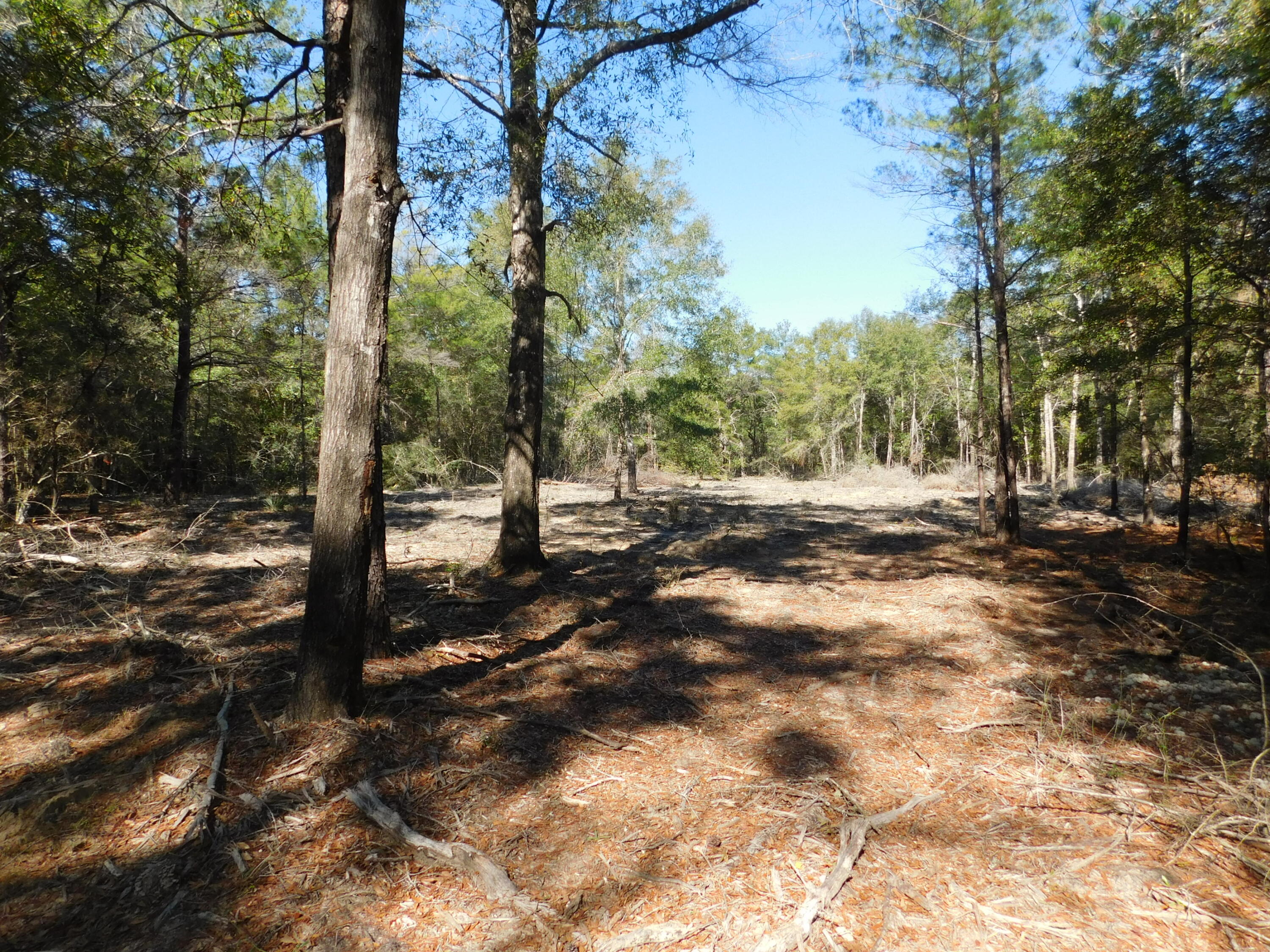0 Batten Road Crestview, FL 32539 - Photo 9 of 12 a view of road with trees