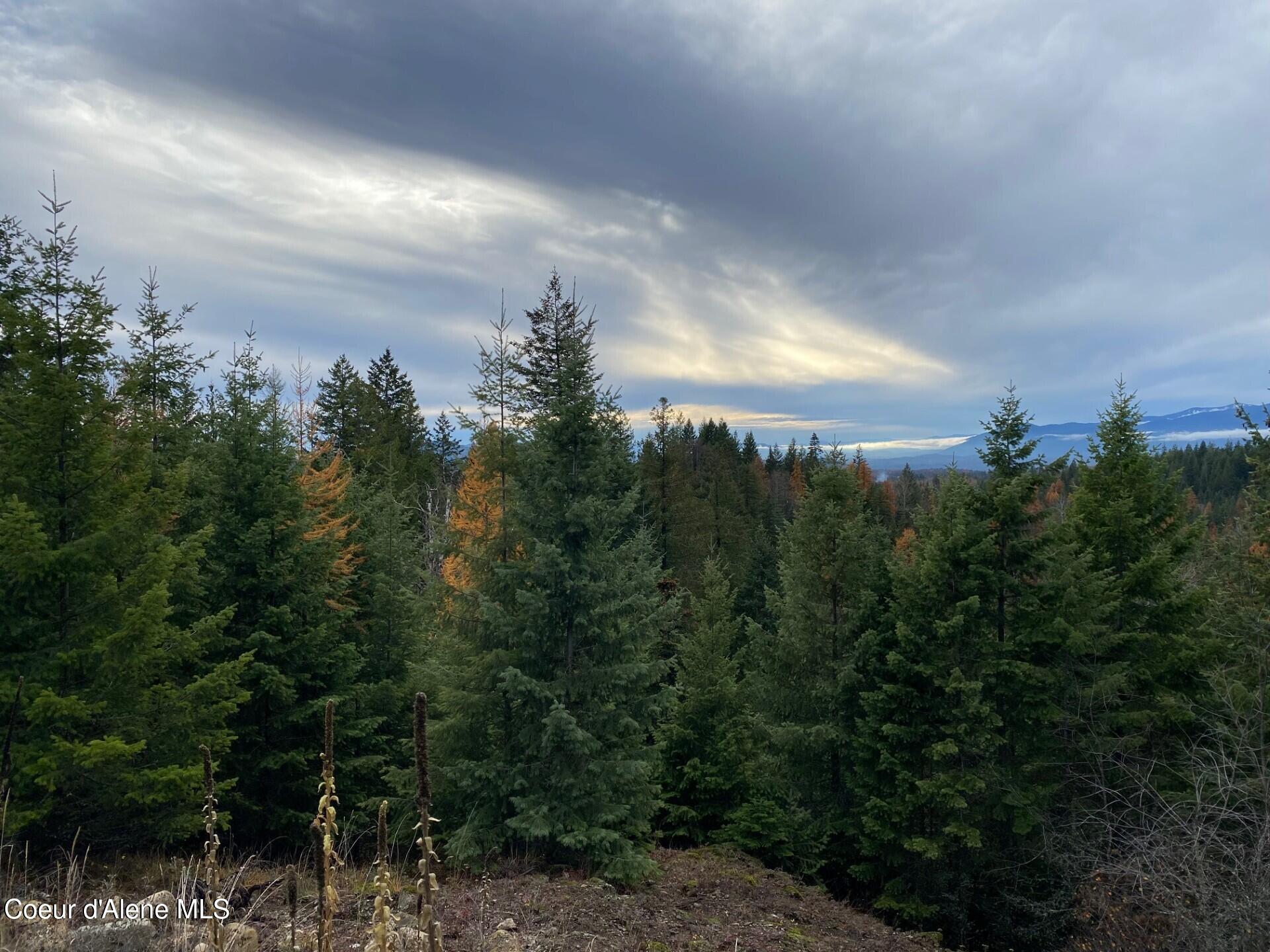 696 Raven Ridge Sandpoint, ID 83864 - Photo 48 of 62 trees2