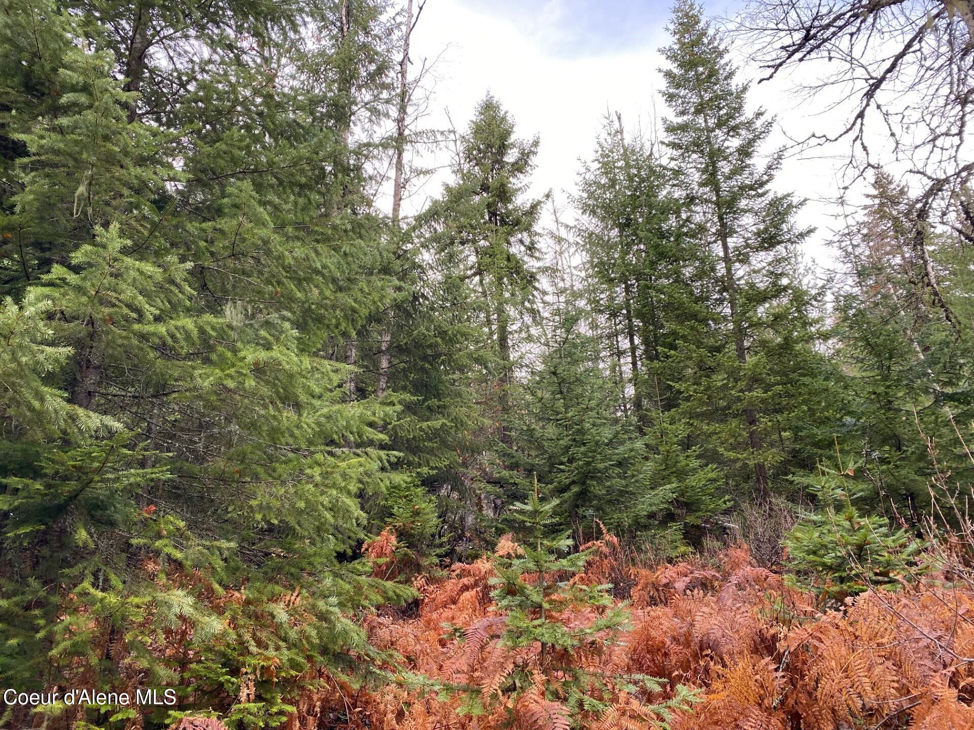 696 Raven Ridge Sandpoint, ID 83864 - Photo 49 of 62 trees3