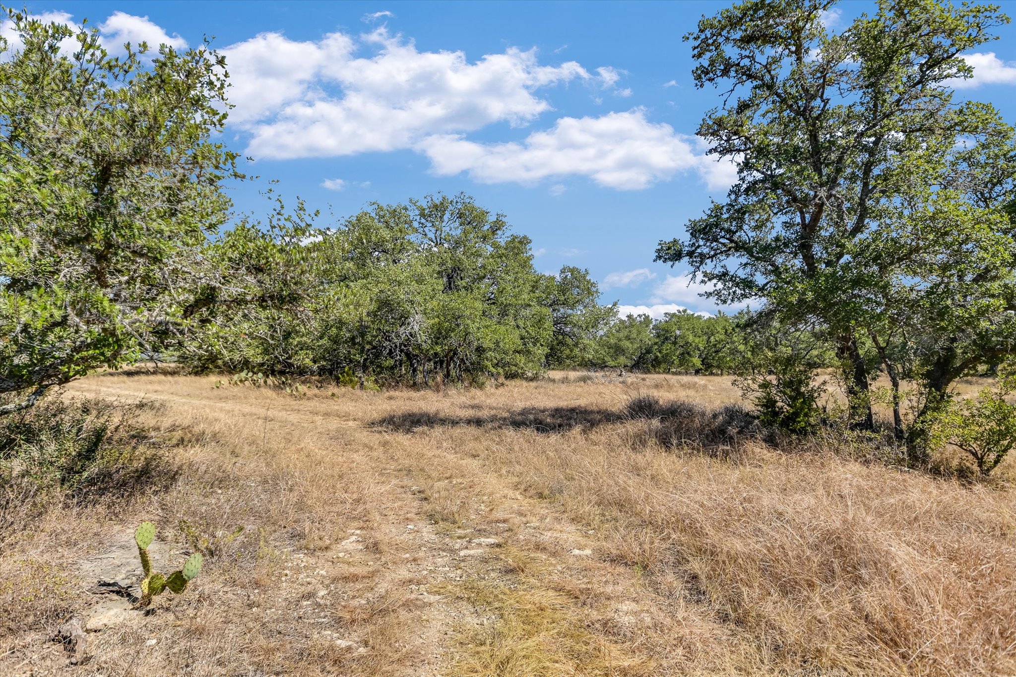 878 Ranch Road 2766 Johnson City, TX 78636 - Photo 26 of 40 a view of a dry yard with trees