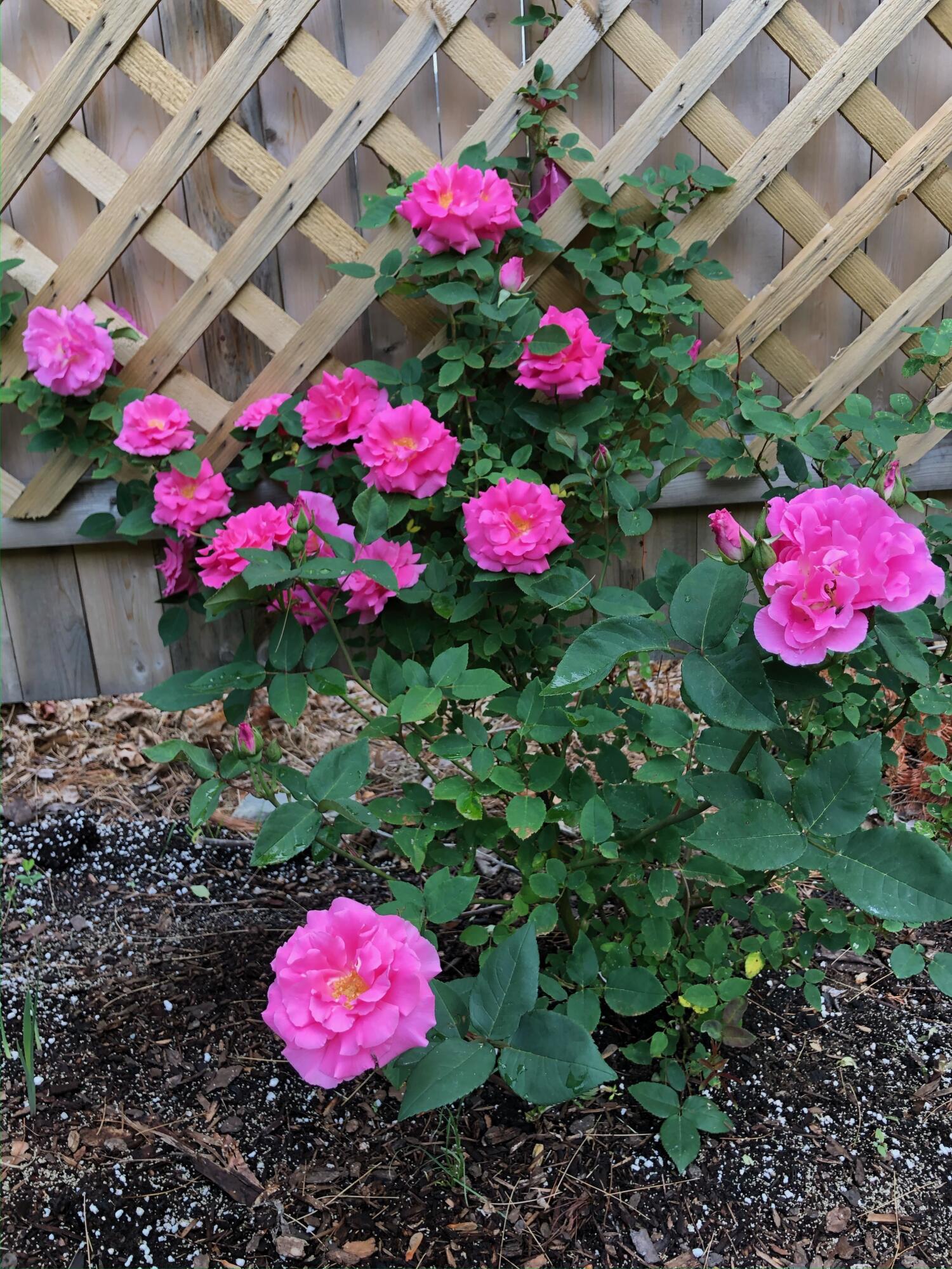 59 Deacon Road Yarmouth, ME 04096 - Photo 45 of 45 Rosa rugosa