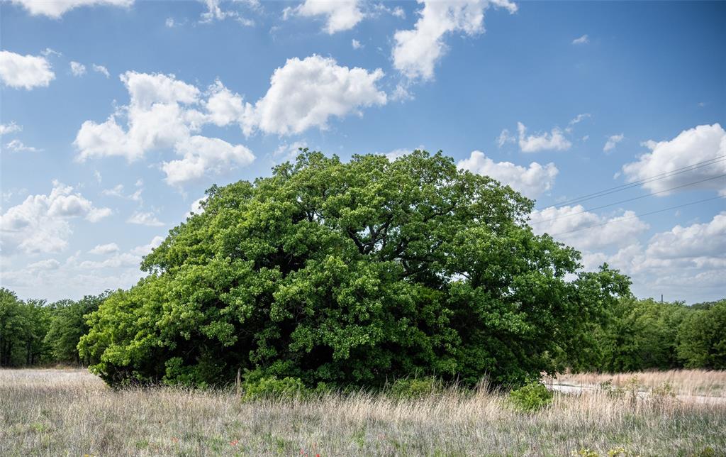 Lot 8 Red Oak Hills Road Nocona, TX 76255 - Photo 25 of 40 Mature trees
