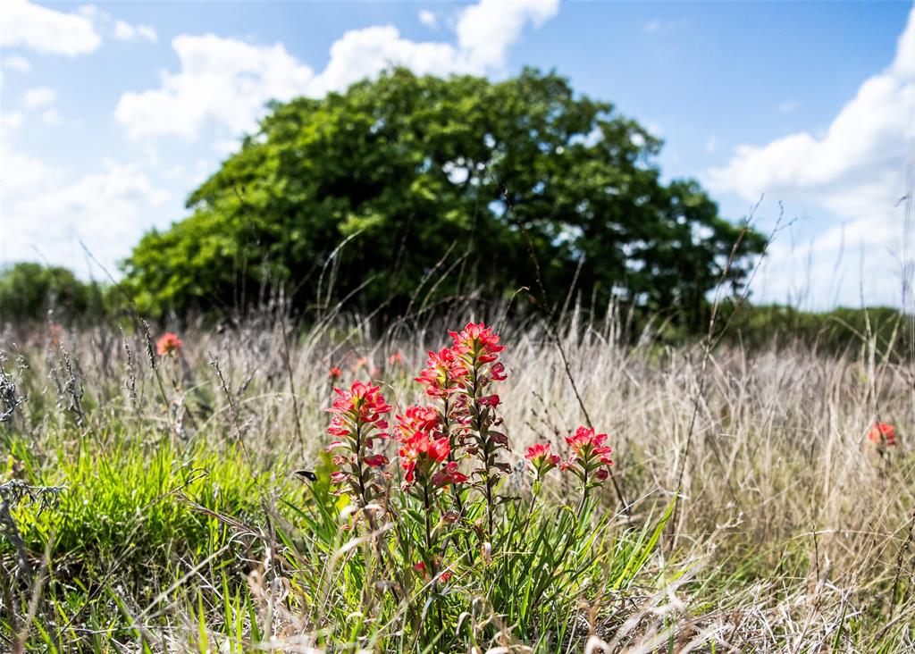 Lot 8 Red Oak Hills Road Nocona, TX 76255 - Photo 26 of 40