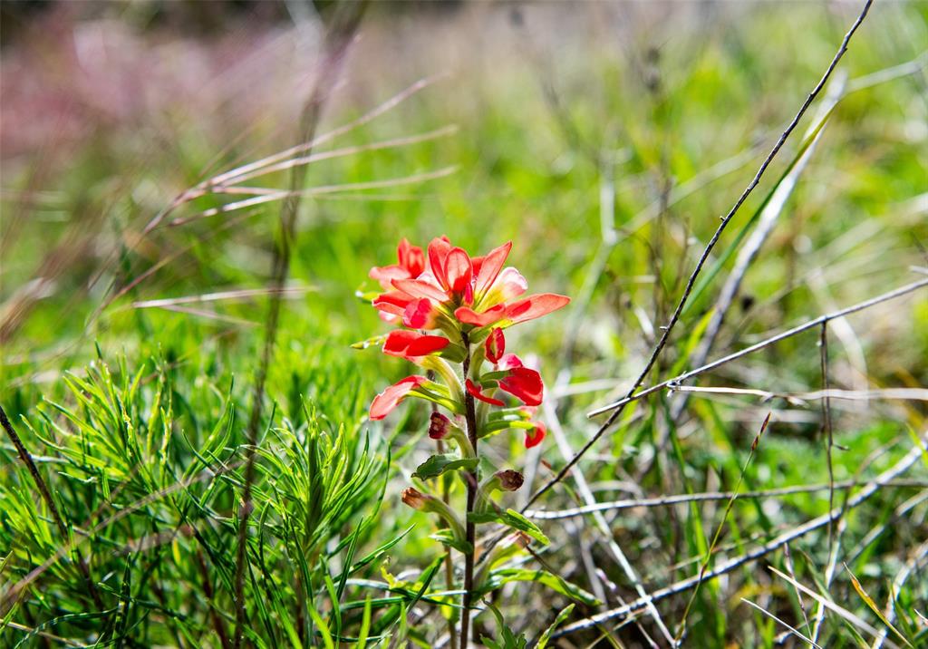 Lot 8 Red Oak Hills Road Nocona, TX 76255 - Photo 39 of 40 Wildflowers