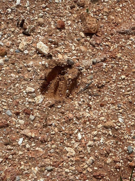 Lot 8 Red Oak Hills Road Nocona, TX 76255 - Photo 40 of 40 Deer Tracks
