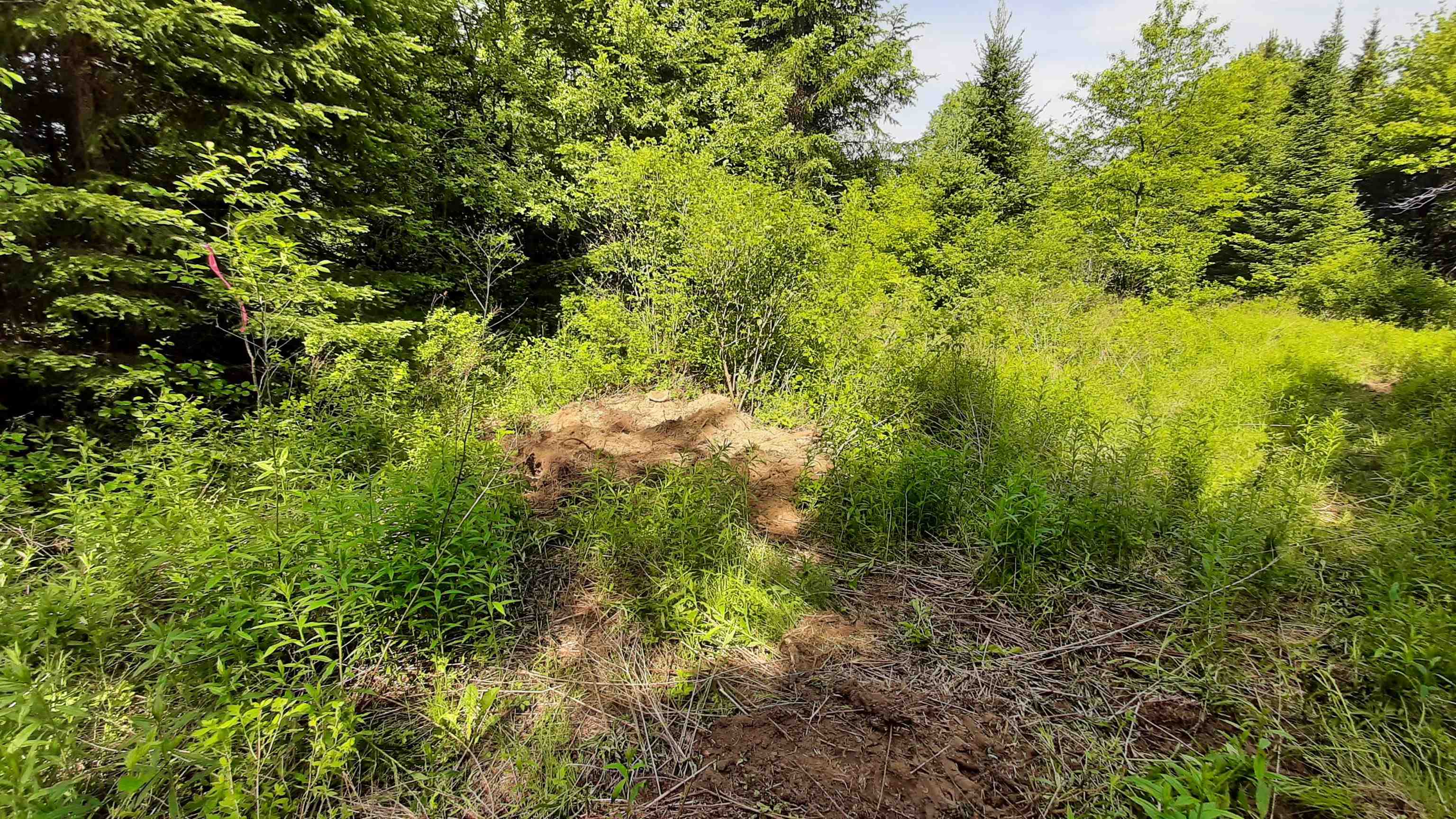 0 Summit Road Mount Holly, VT 05758 - Photo 22 of 37