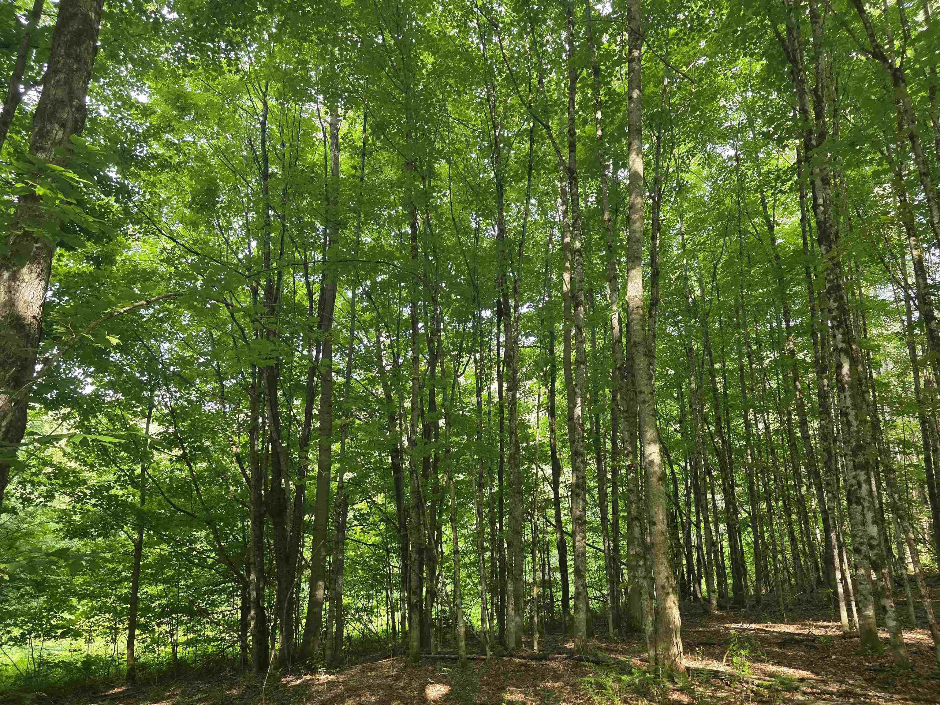 2001 Keiser Pond Road West Danville, VT 05873 - Photo 10 of 24