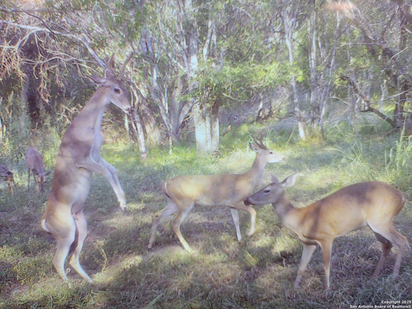 3292 Fm 1784 Pleasanton, TX 78064 - Photo 38 of 40