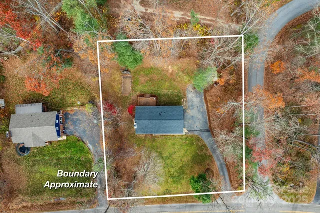 a view of a forest with a tree