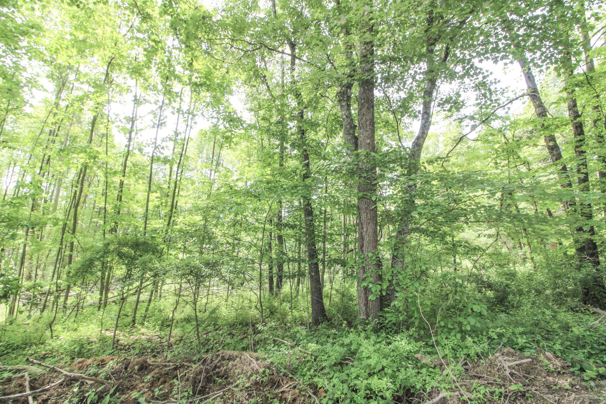 Lot 1 Mulberry Road Mount Perry, OH 43760 - Photo 17 of 31 18-IMG_8664