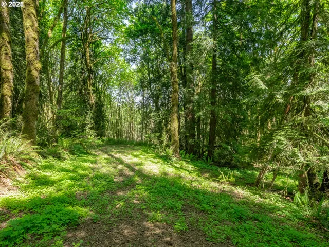 a view of a lush green space