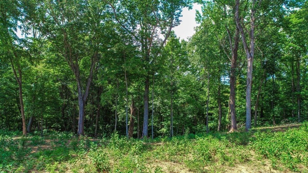 1278 Rankin Hill Road Newport, TN 37821 - Photo 14 of 28 Gallery Image 14