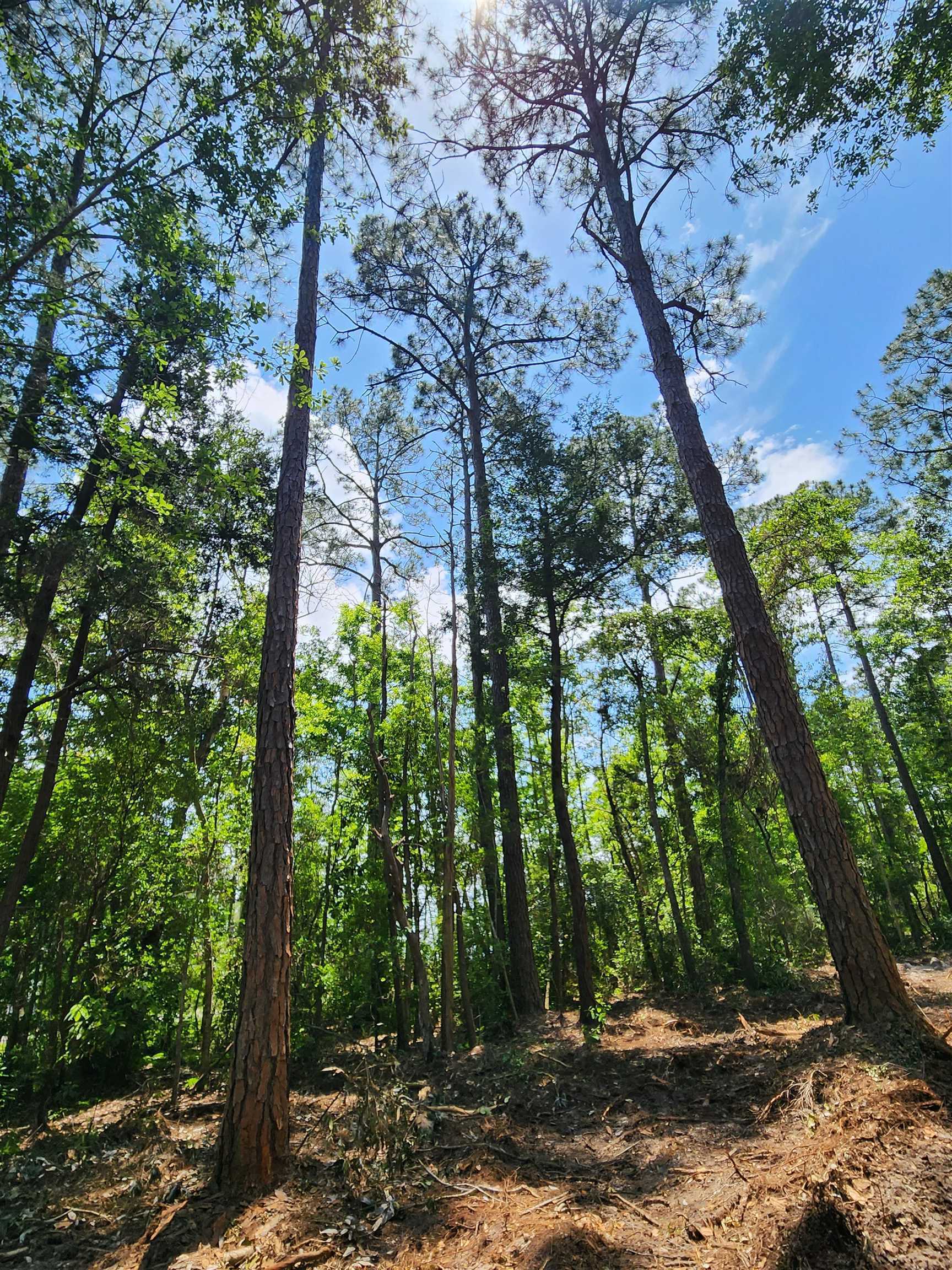 0 7th Street Lillian, AL 36549 - Photo 6 of 6 View of local wilderness