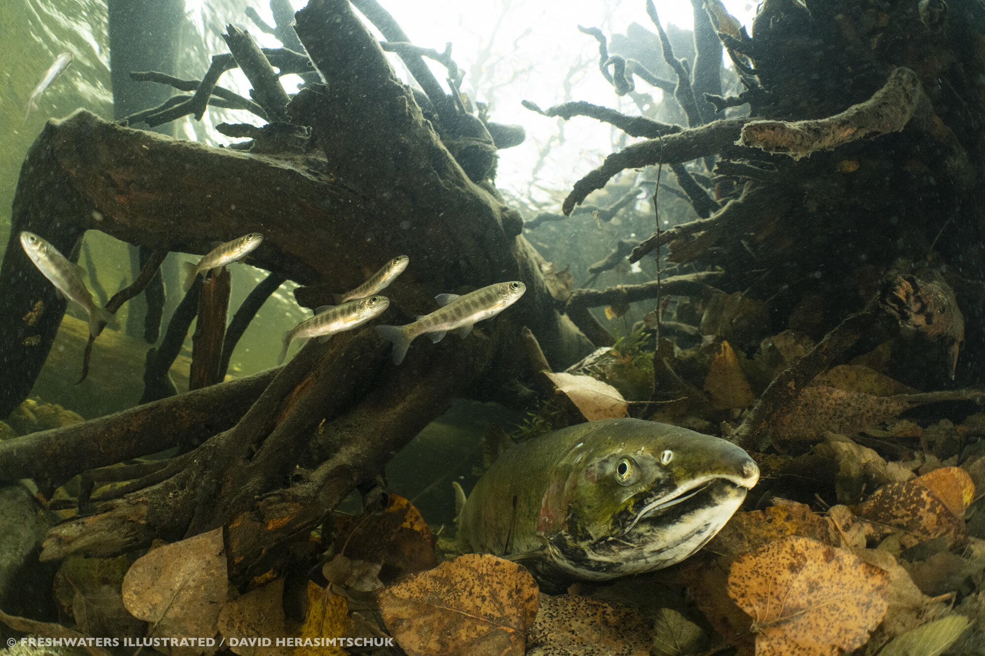 7530 Miners Creek Road Etna, CA 96027 - Photo 121 of 122 Marble Peaks Fish 2