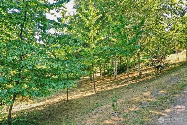 a view of a yard with a tree