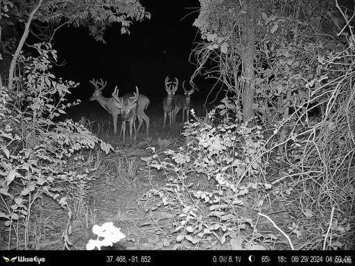 0 Bell Road Success, MO 65570 - Photo 15 of 37