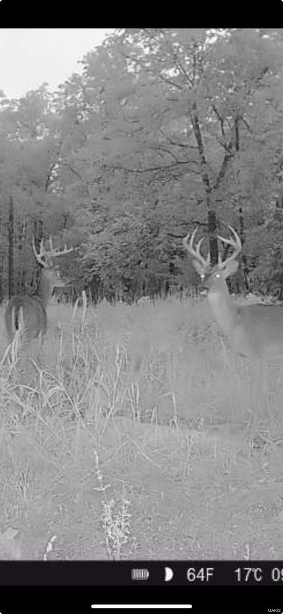 0 Bell Road Success, MO 65570 - Photo 16 of 37