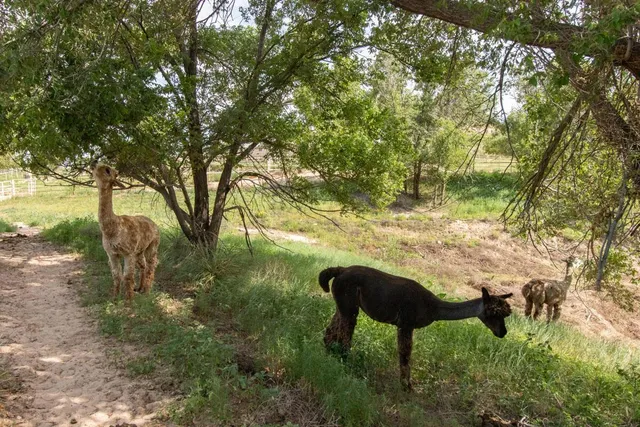 $2,850,000 | 21401 Hope Road, Canyon, TX 79015