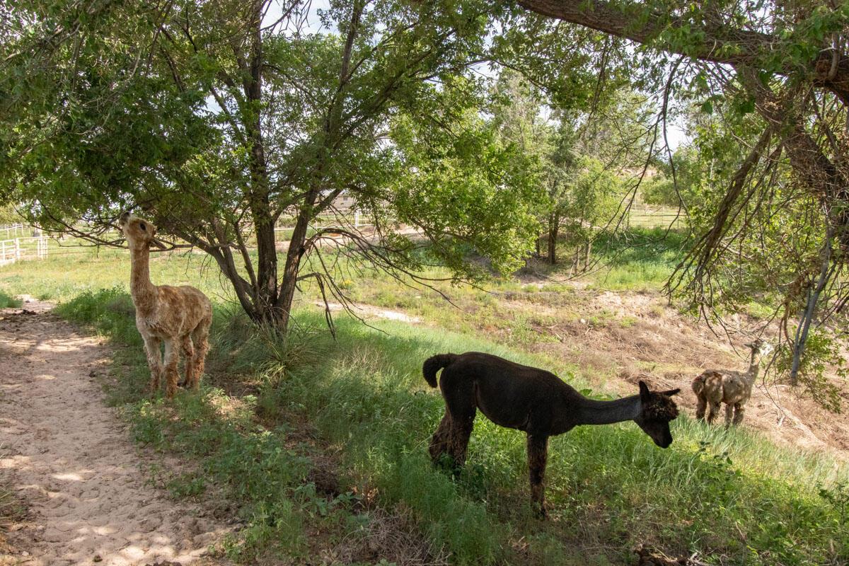 21401 Hope Road Canyon, TX 79015 - Photo 99 of 112 21401_Hope_Rd_040_Alpacas
