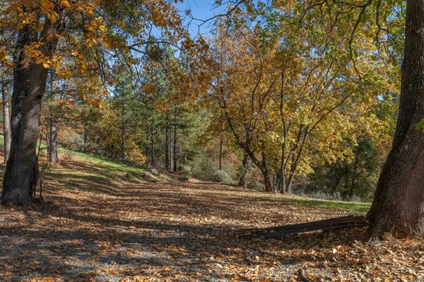 a view of a yard with large trees