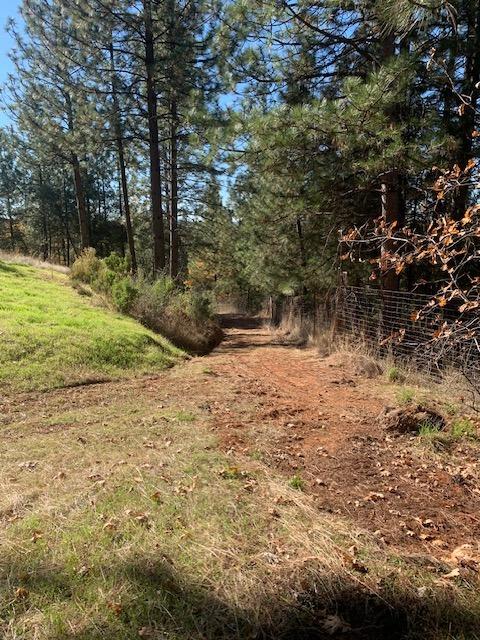 271 Sierra Madre Road Rail Road Flat, CA 95248 - Photo 16 of 57 This road leads down to the seasonal creek area.
