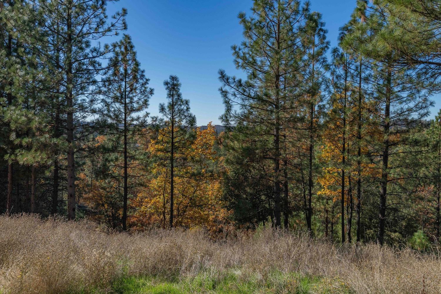 271 Sierra Madre Road Rail Road Flat, CA 95248 - Photo 52 of 57