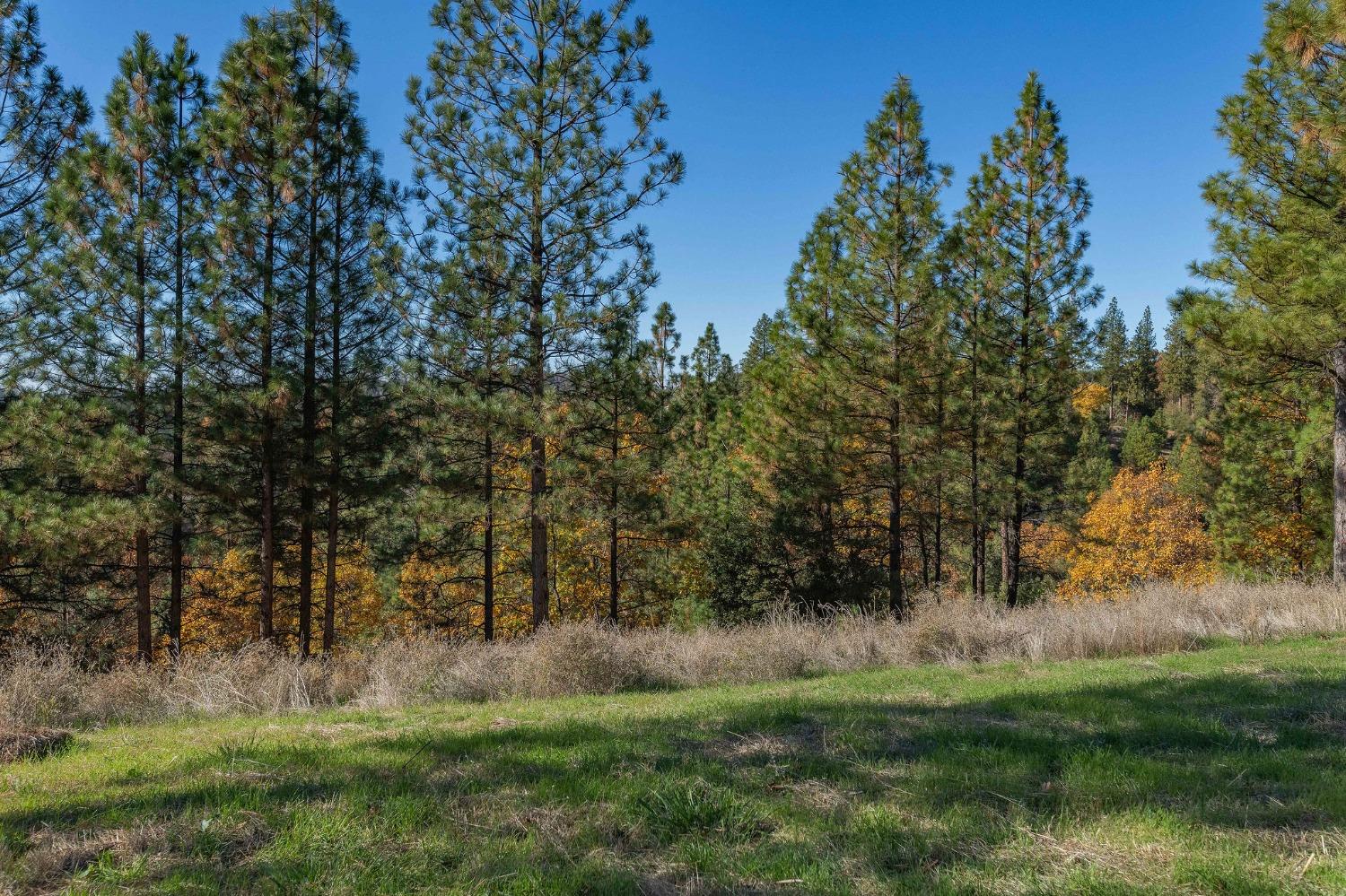 271 Sierra Madre Road Rail Road Flat, CA 95248 - Photo 7 of 57