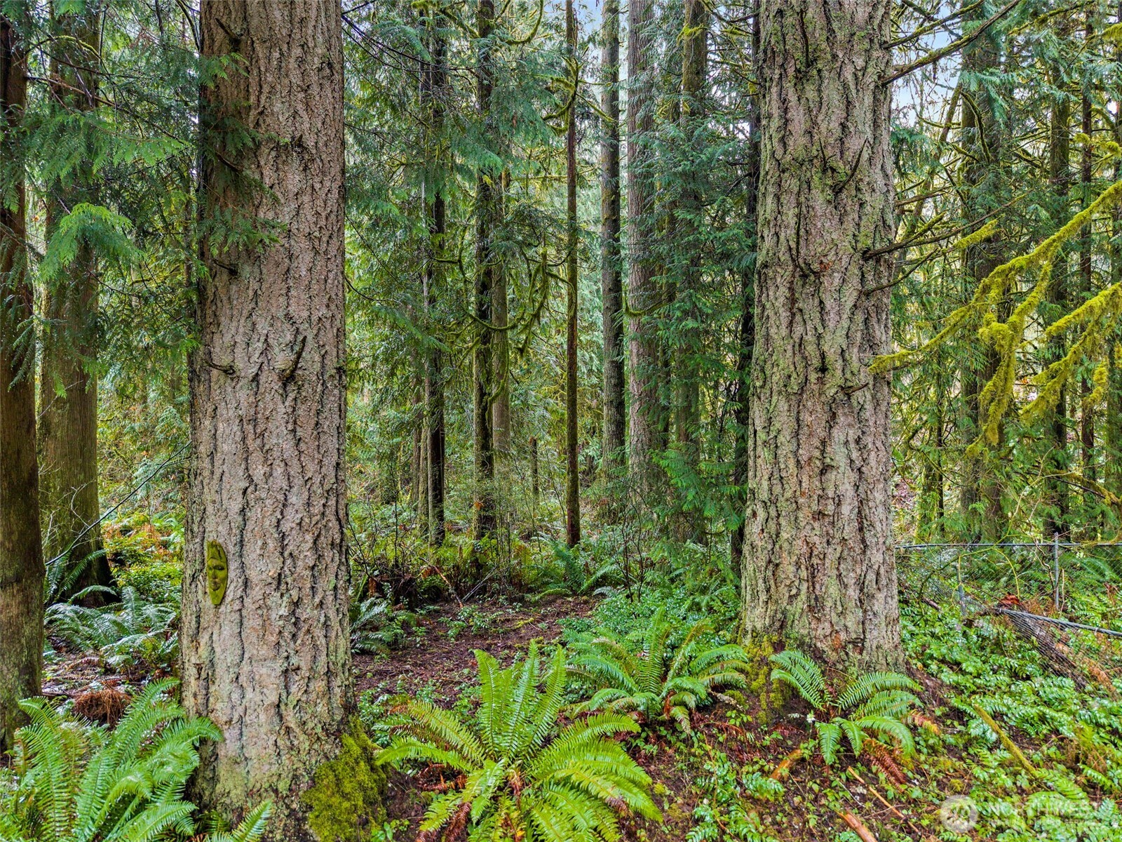 10618 Kelly Road Northeast Carnation, WA 98014 - Photo 12 of 16 a view of a garden with trees