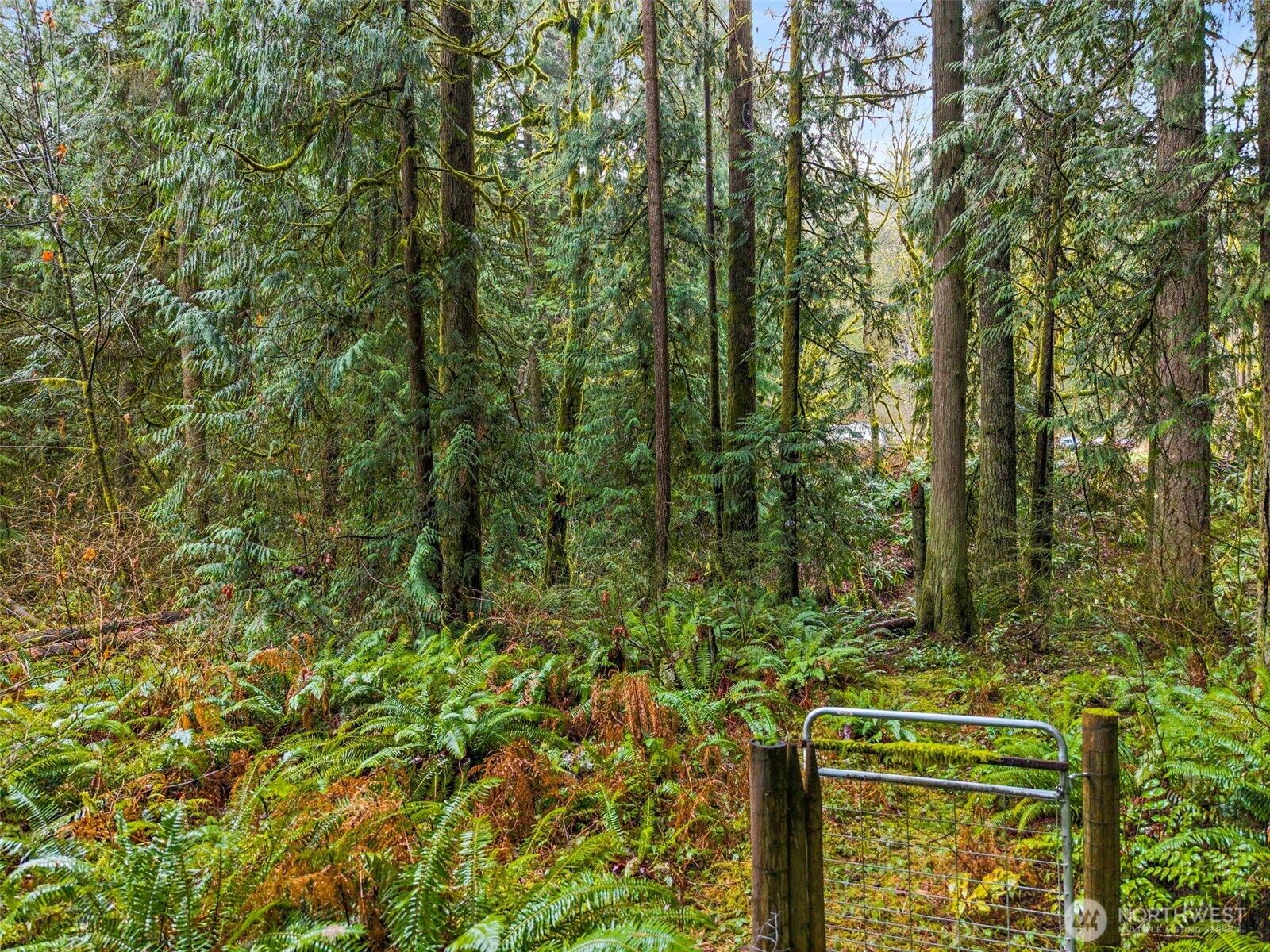 10618 Kelly Road Northeast Carnation, WA 98014 - Photo 13 of 16 a view of a yard with plants