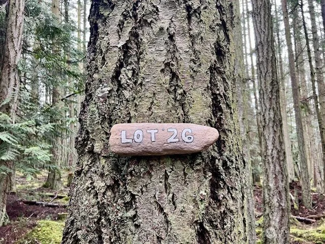 a view of a back yard