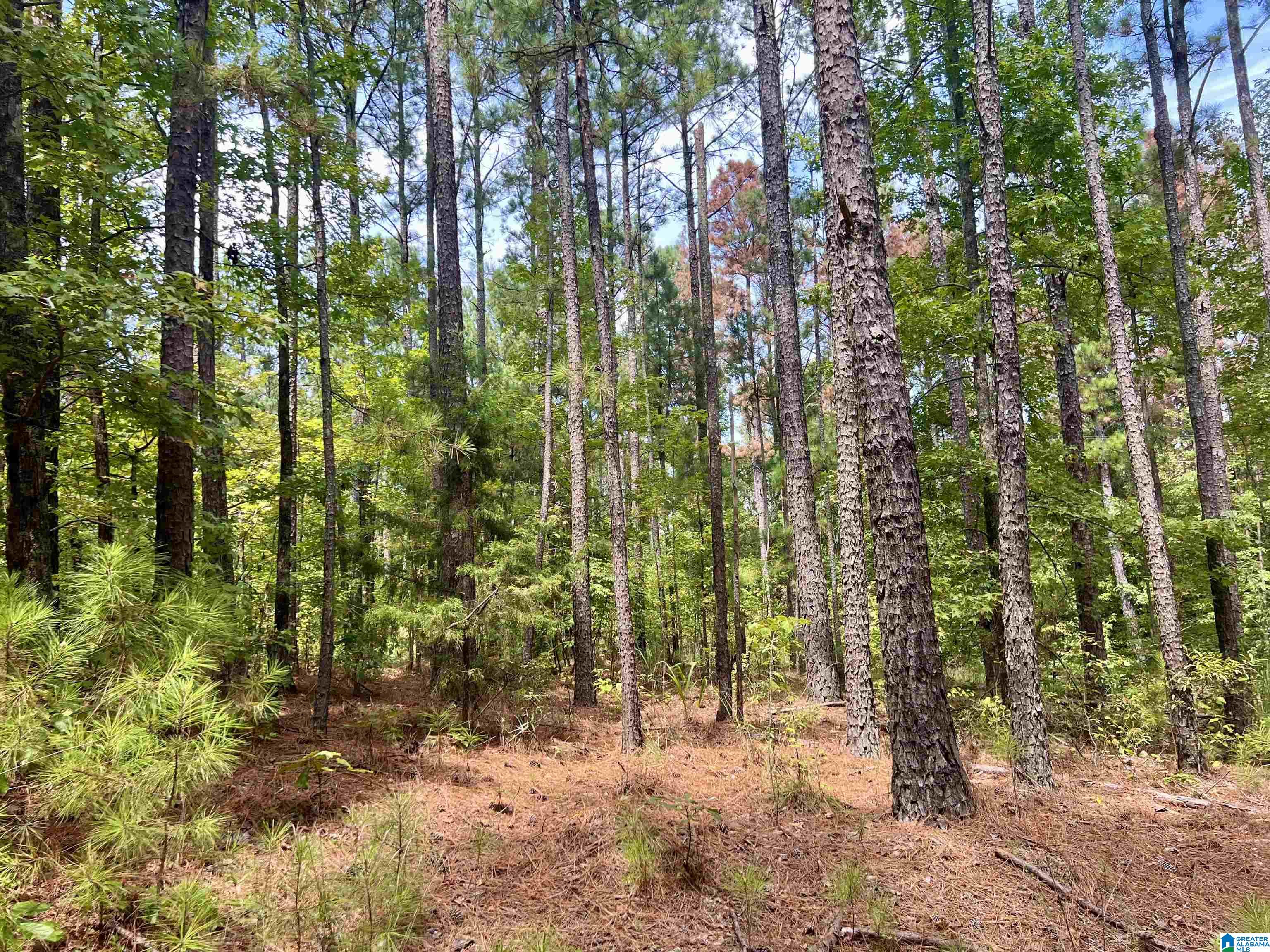 252 County Road 252 Wedowee, AL 36278 - Photo 3 of 9