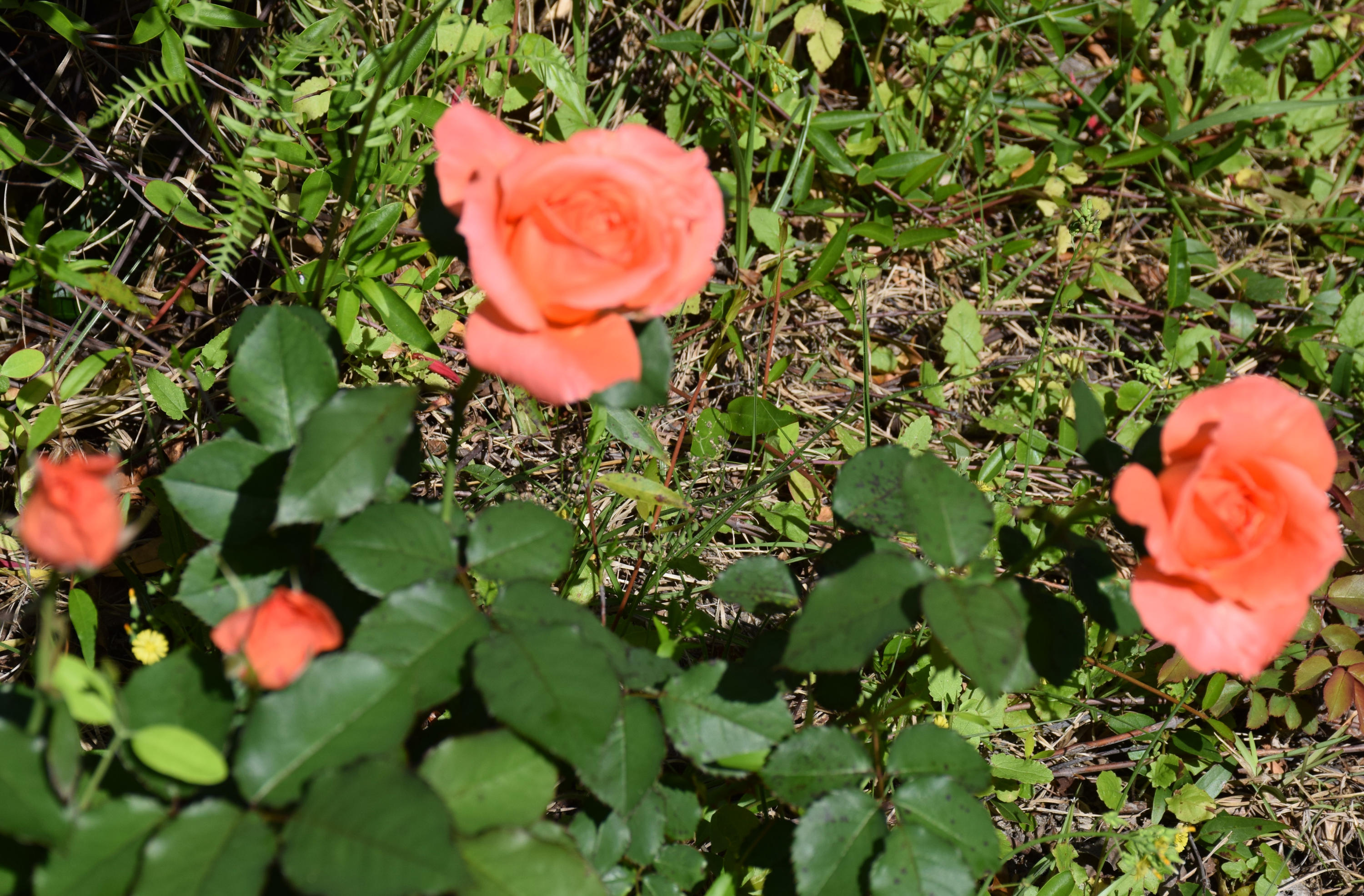 4492 Woodbridge Road Niceville, FL 32578 - Photo 28 of 32 Your own backyard roses